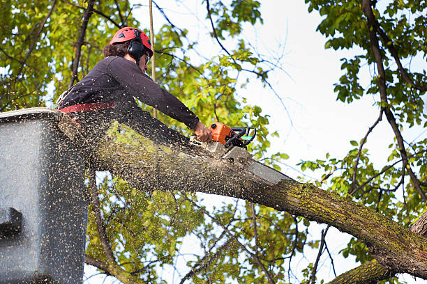 Best Tree Cabling and Bracing  in Minneapolis, MN